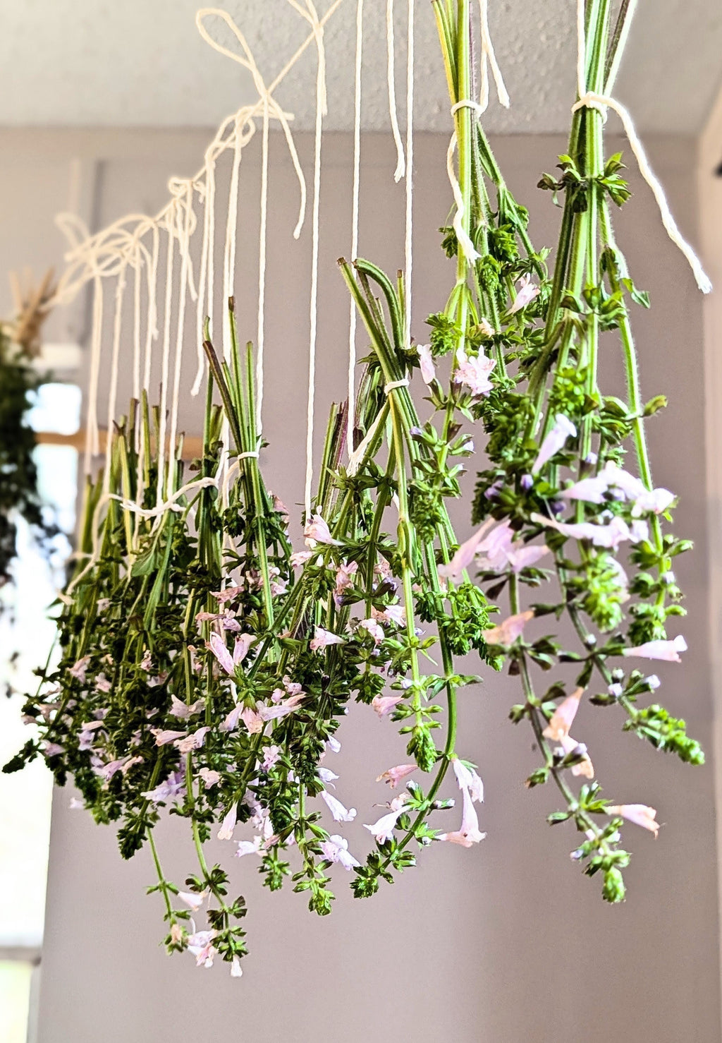 Lyreleaf Sage - Loose Leaf (wild-harvested)
