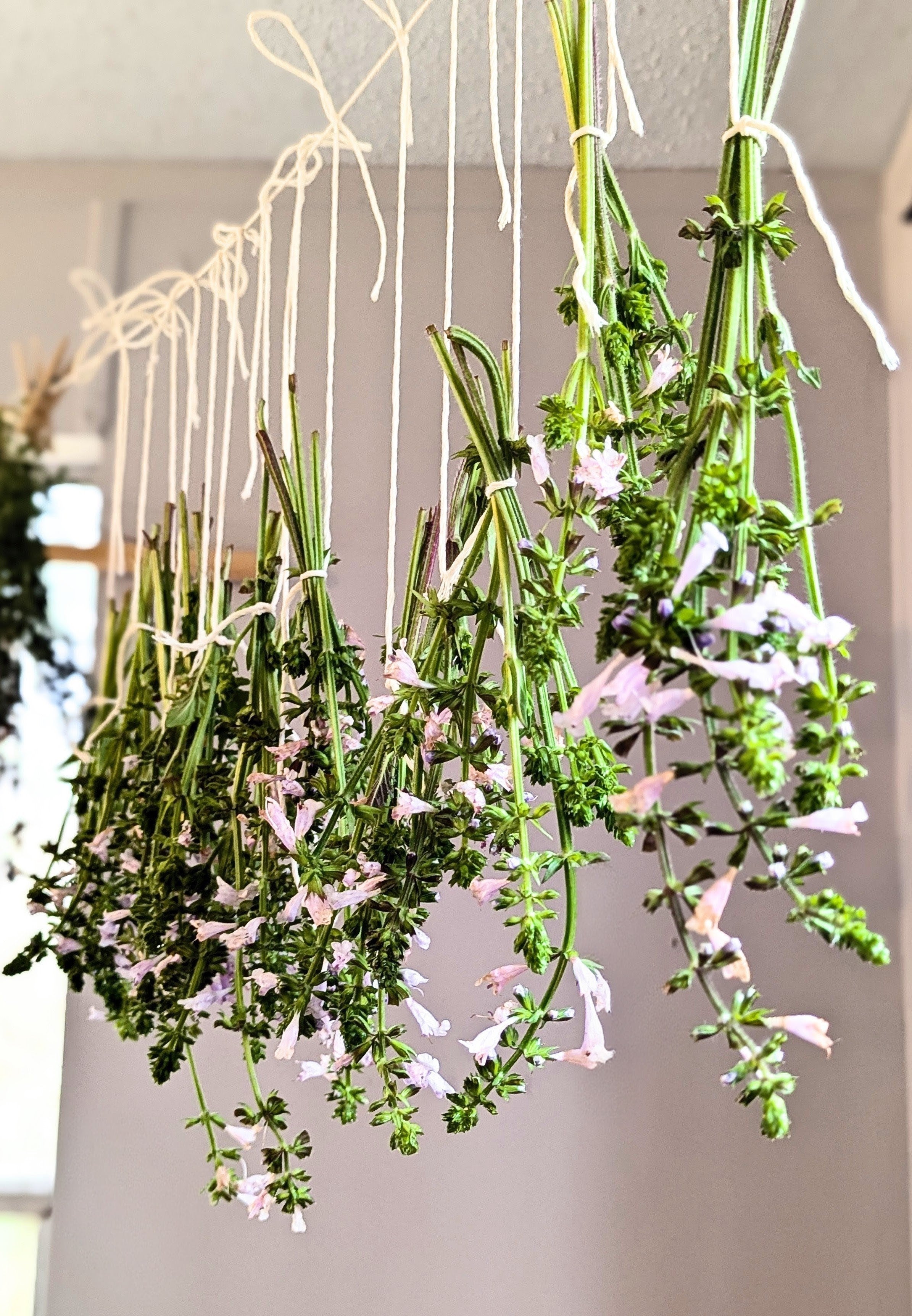 Lyreleaf Sage - Loose Leaf (wild-harvested)