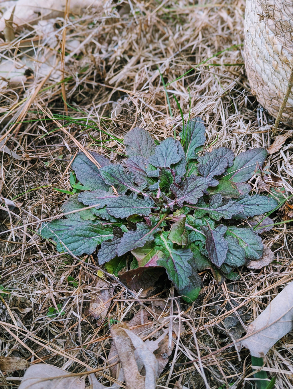 Lyreleaf Sage - Loose Leaf (wild-harvested)