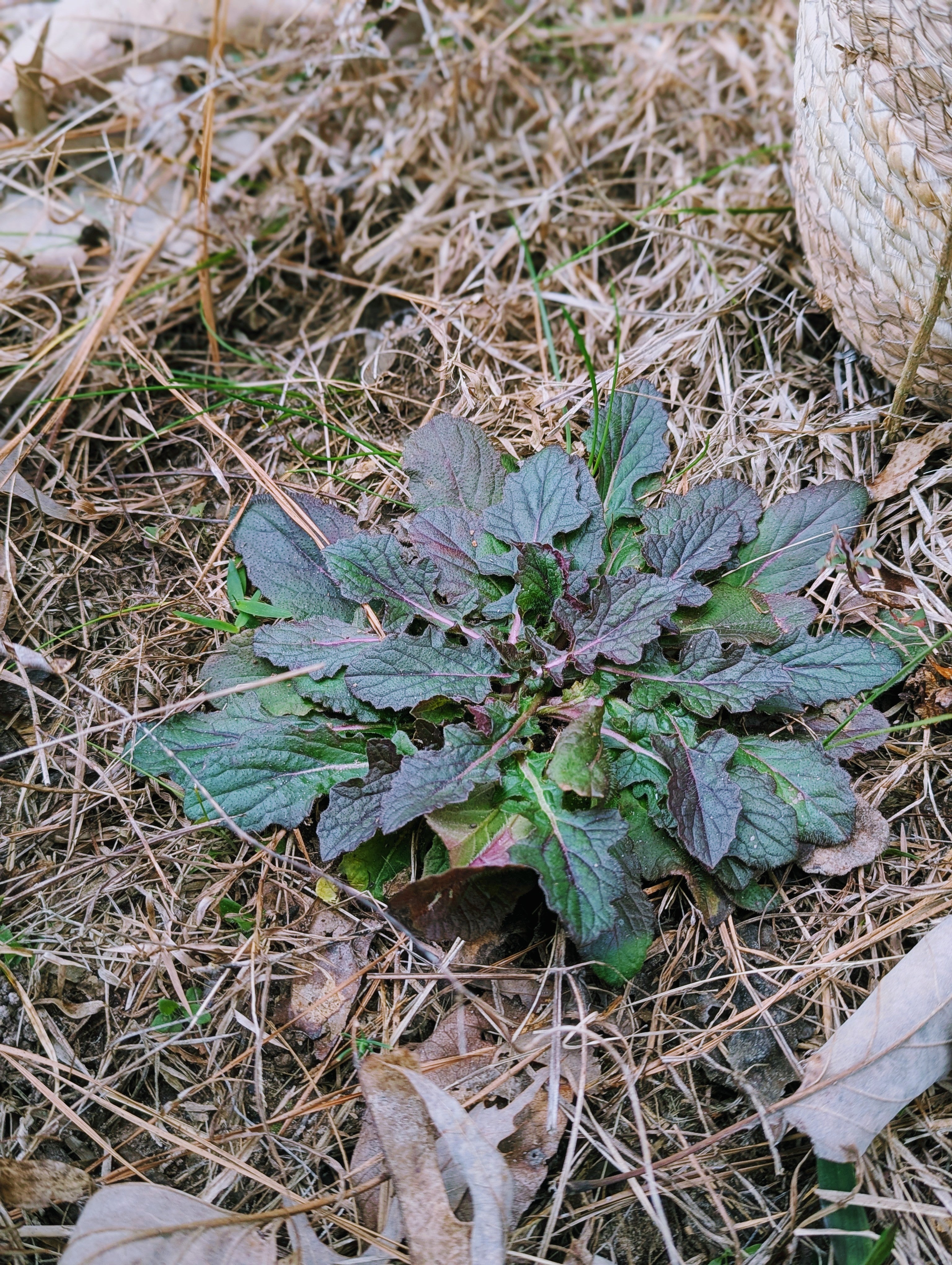 Lyreleaf Sage - Loose Leaf (wild-harvested)